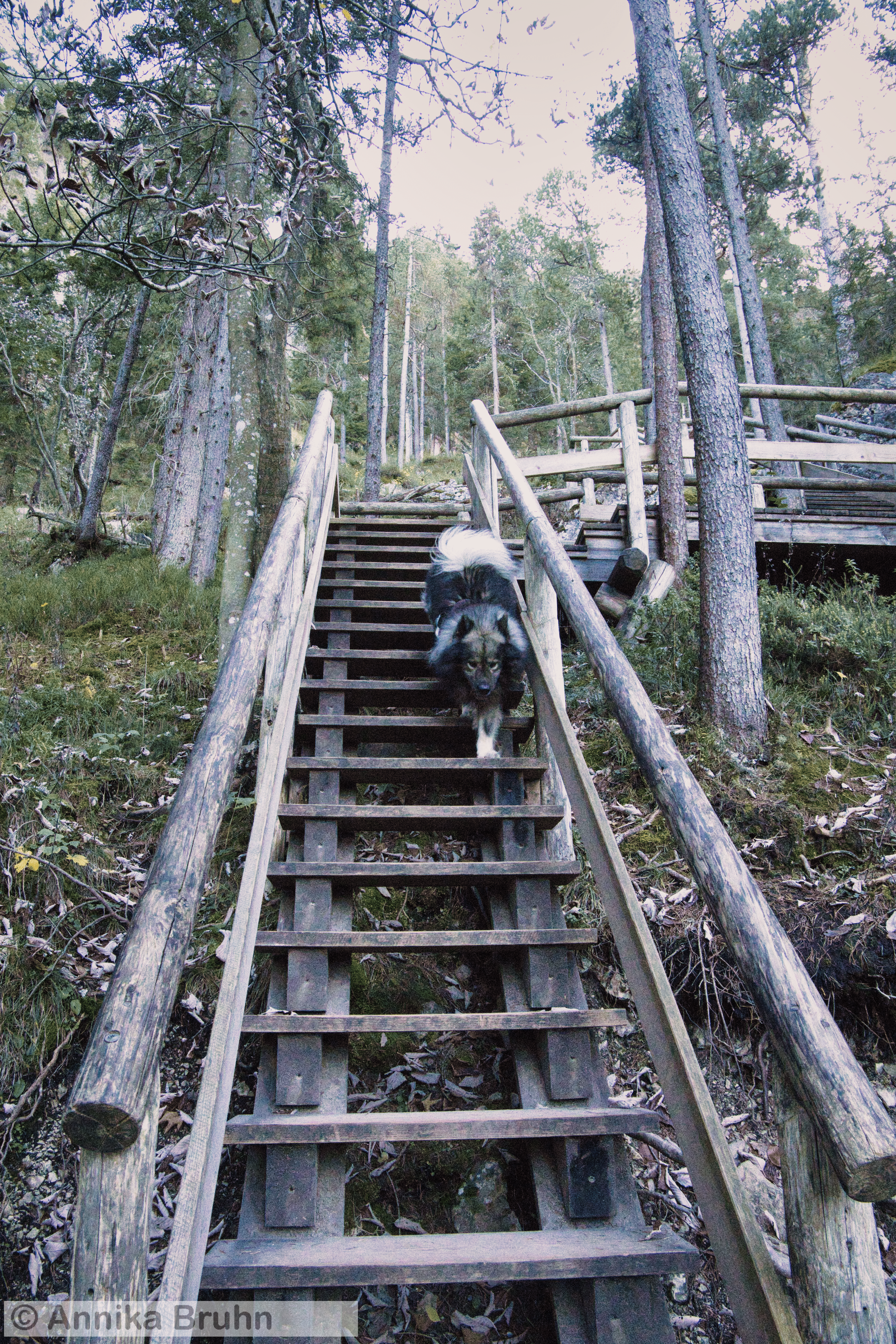 Q flitzt die Treppen hinunter